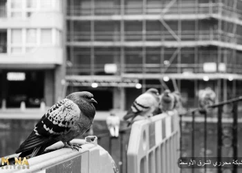 6 أسباب تجعل دبلوم مهني استثماراً جيدًا لمستقبلك